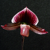 Clarissa x Robert de Veer