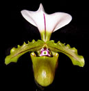 paph spicerianum